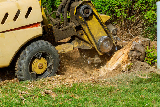 The Steps Involved in Our Tree Care Process in Pontiac, MI